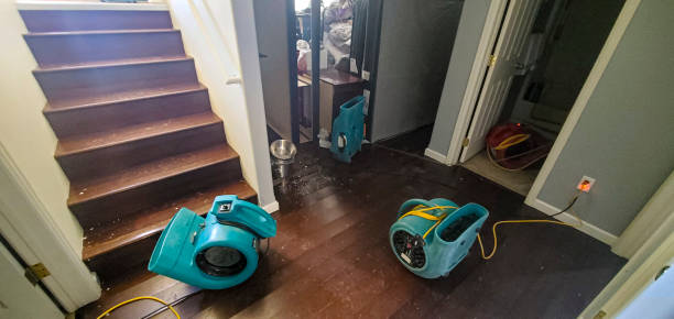 Best Water damage restoration mold remediation  in Man, WV