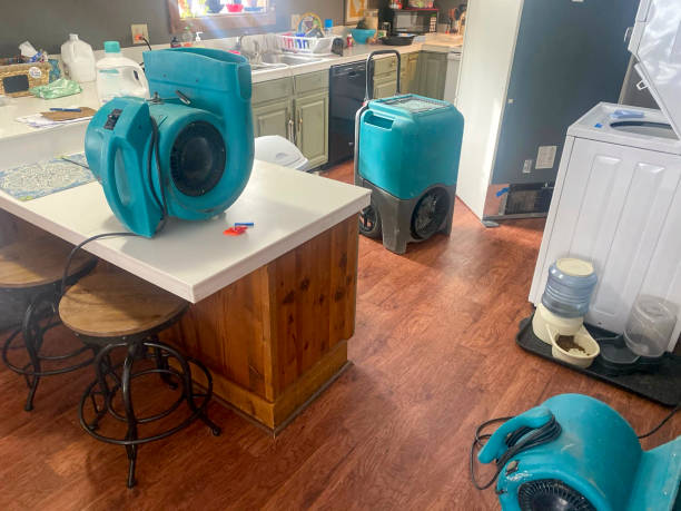 Best Mold removal after water damage  in Man, WV